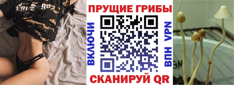 ОМГ ОМГ зеркало  Вытегра  Галлюциногенные грибы Cubensis 